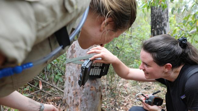 IMAGES of WWF staff and a UQ researcher in-the-field checking wildlife camera traps to monitor brush-tailed rock wallaby recovery in Mt Barney National Park.