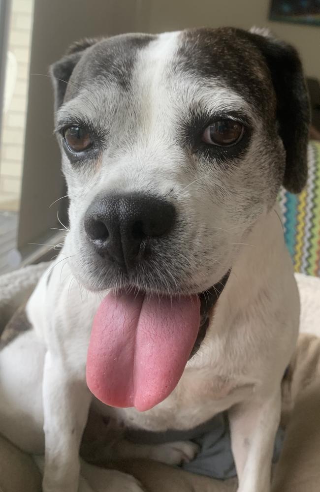 Ellie the 7-year-old dog after being released and rehomed in 2021 (both in another state) after being released from an unnamed research institution. Picture: Liberty Foundation Australia