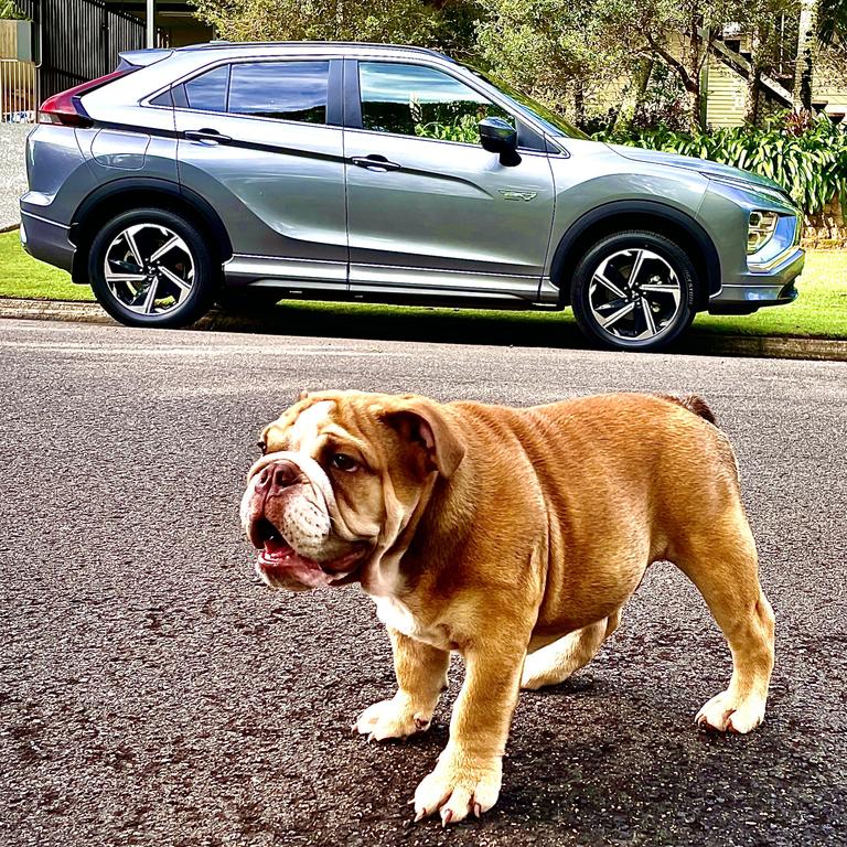 Sterling the bulldog with the Mitsubishi's Eclipse Cross Plug-In Hybrid Exceed.