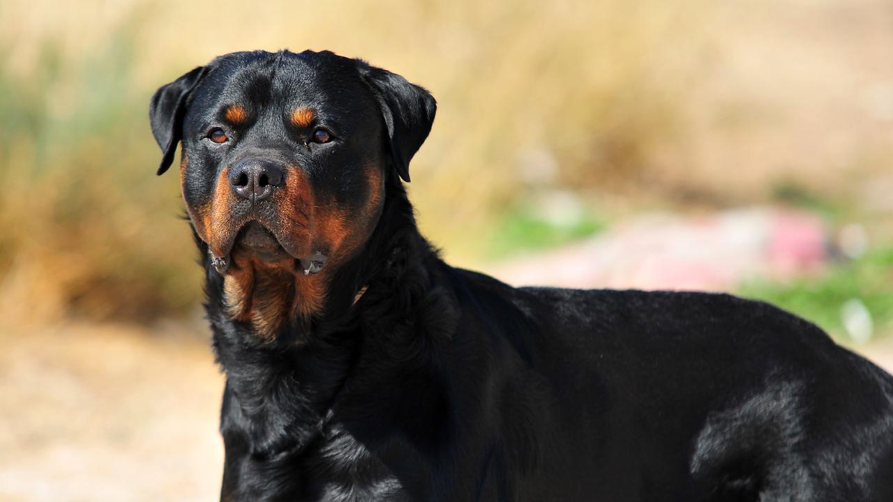 A police officer was forced to discharge a firearm in order to stop the extremely aggressive dogs at the Success home in Perth’s south. Picture: iStock