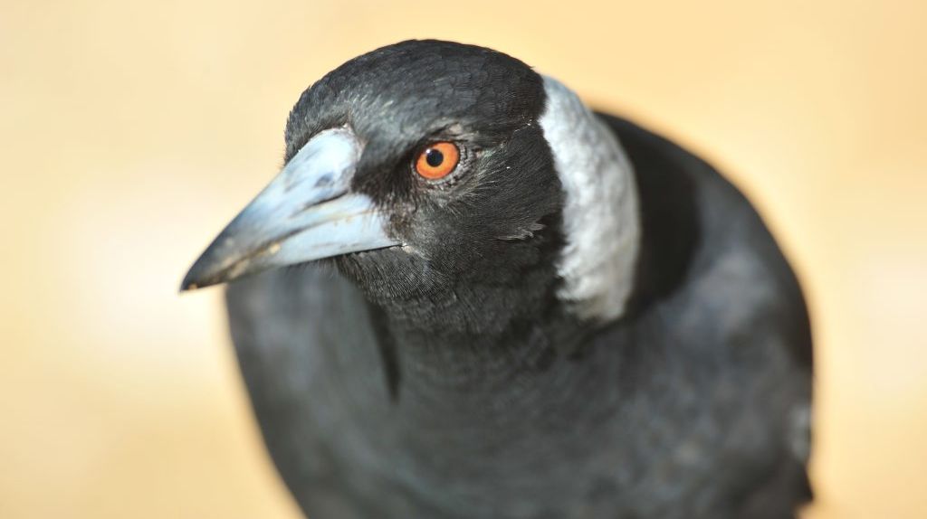 MAP: Where magpies are swooping in Ipswich | The Courier Mail