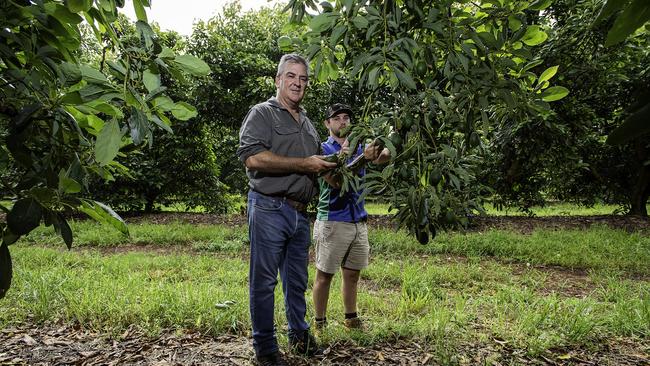 Queensland avocado growers Lachlan Donovan and his son, Clay, on one of their orchards. Picture: John Wilson