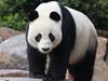 Top Chinese official’s Adelaide visit good sign for zoo’s panda program