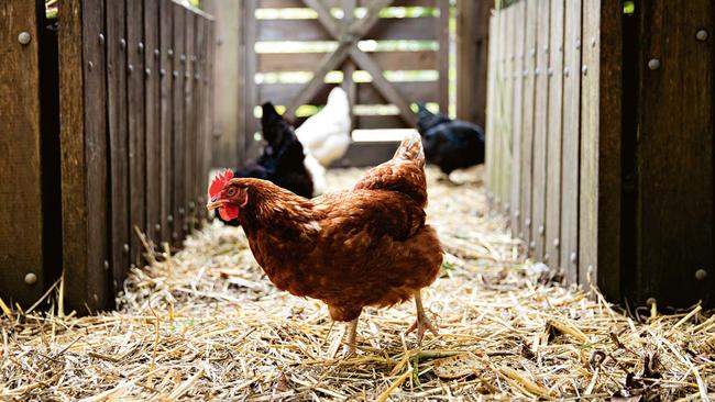 Chickens roam Hemmes’ garden. Picture: Jason Busch