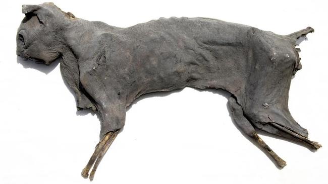 Mummified cats were secreted beneath floors so that the witch’s companion and catcher of vermin could trap or decoy an incoming witch. Picture: Ian Evans