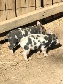 Owen Van Duren, 39, has been charged over the alleged theft of piglets from a petting zoo in Canberra. Picture: ACT Police