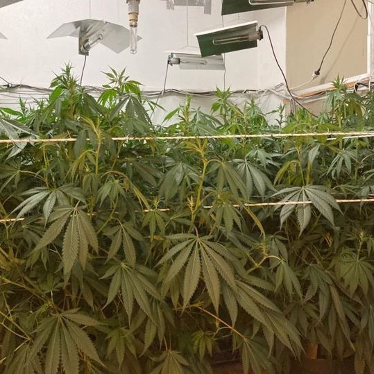 More than 102 cannabis plants and 8kg dried cannabis worth more than $400,000 was seized.