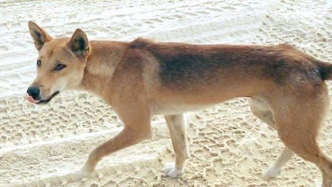 A dingo roaming on Fraser Island.