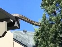 The huge carpet snake spotted in the roof gutter of a southeast Queensland home.