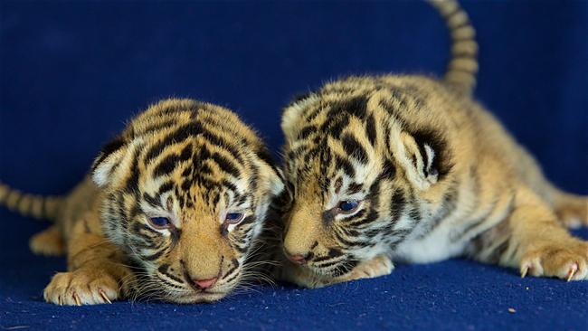 The cubs are the seventh litter born at Tiger Island since it opened in 1995.