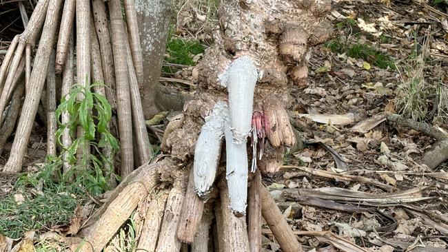 Pandanus roots seemingly made to resemble male genitalia along Burleigh's Oceanview track have been given a G-rated paint job overnight.