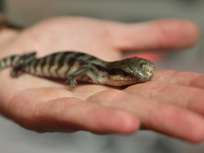 Lucky the two-headed blue tongue lizard. Picture: Australian Reptile Park.