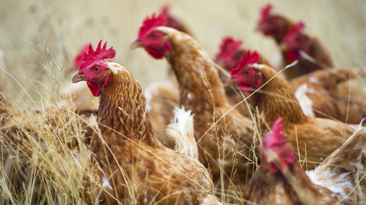Man Jailed For Having Sex With Chickens Allowed To Keep Hens In Legal