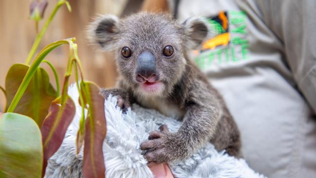 Albert the koala was rescued by the Australian Reptile Park. Koalas will benefit to the tune of $172 million