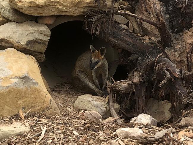 swampy the wallaby at sydney zoo