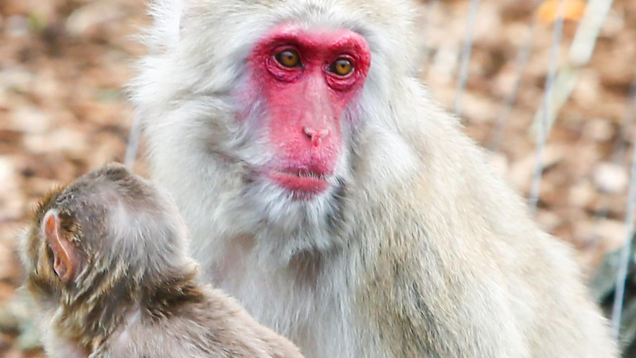 A macaque. Picture: PATRICK GEE