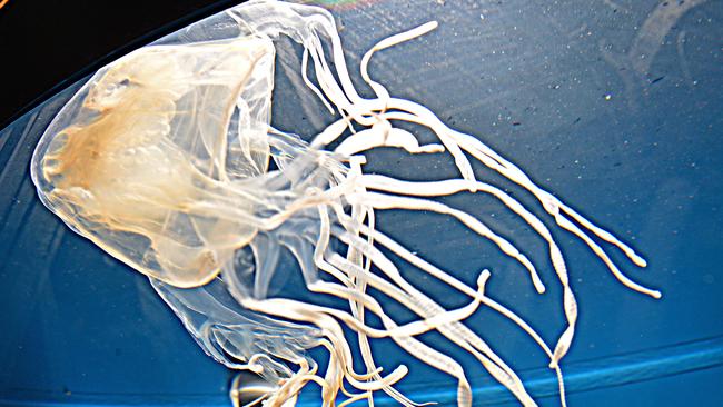 Box jellyfish. Picture: Zak Simmonds