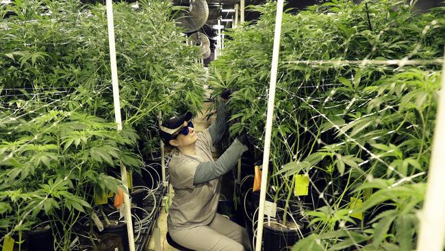 FILE - In this March 22, 2019 file photo, Heather Randazzo, a grow employee at Compassionate Care Foundation's medical marijuana dispensary, trims leaves off marijuana plants in the company's grow house in Egg Harbor Township, N.J. New Jersey legislative leaders unveiled a proposed ballot question Monday, Nov. 18, that would ask voters whether the state should legalize recreational marijuana. (AP Photo/Julio Cortez, File)