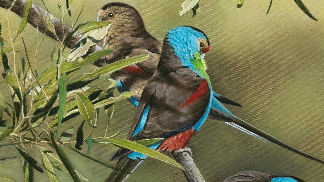 The sad story of the little-known paradise parrot