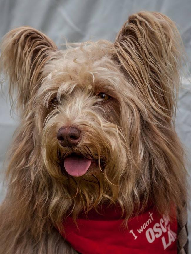 Scruffy is an 8.5 year old mix of Border Collie, Kelpie, Heeler and Field Spaniel and lives in Crib Point. Picture: Martina Straub