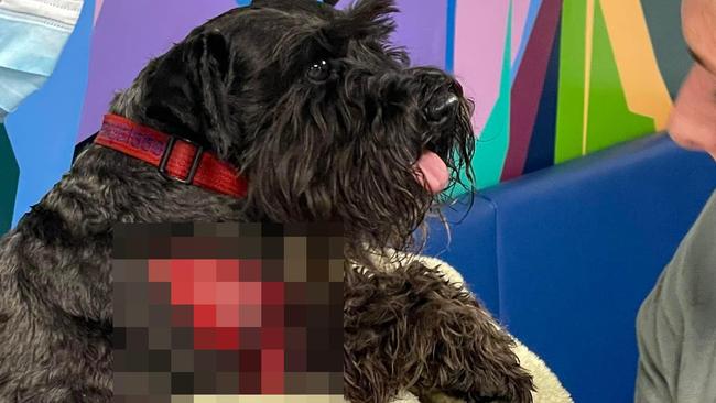 Millie the Schnauzer who was brutally attacked while she was being walked on her lead. Picture: supplied