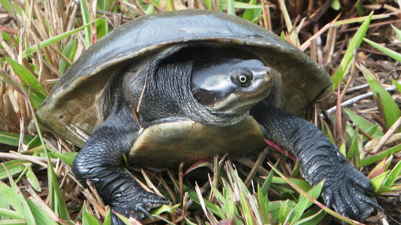 bowen turtles how to save | The Courier Mail