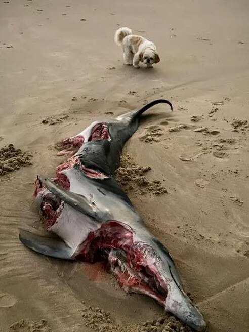 Jonathan Miller has warns surfers after discovering a dolphin with huge shark bites washed up on new Brighton beach