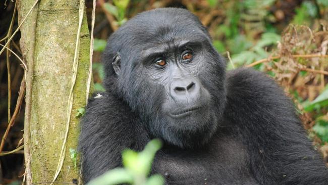 Searching for mountain gorillas in Uganda | escape.com.au