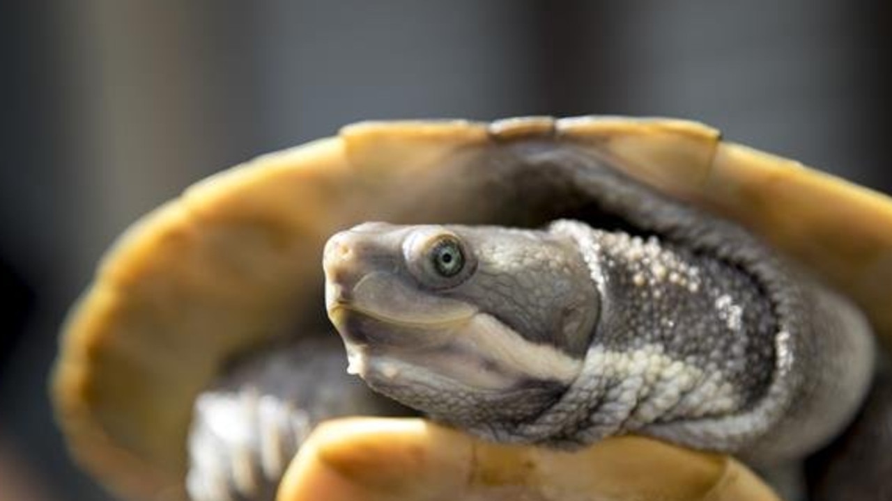 Fire crews reunited a Central Coast boy with his pet turtle that had been stranded for two days.