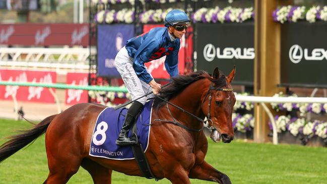 Steparty on the way to the barriers prior to the running of the The Damien Oliver at Flemington Racecourse on November 02, 2024 in Flemington, Australia. (Photo by Morgan Hancock/Racing Photos via Getty Images)