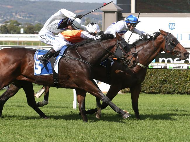 Rock Status (rails) gets the job done at Morphettville in April. Picture: Stephen Laffer