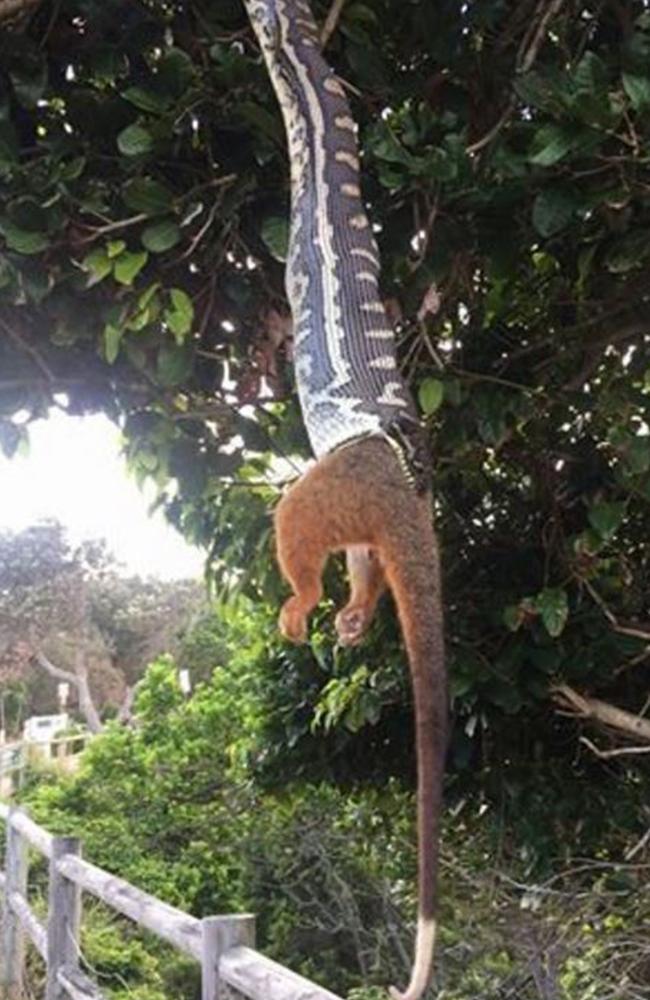 It took the python approximately 15 minutes to devour the possum. Picture: Simone and Michelle Hunjak