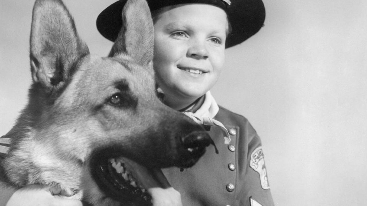 Rin Tin Tin – Rescued from a World War 1 battlefield, Rin Tin Tin was a star in the making, an immediate box-office success and went on to appear in 27 Hollywood films. After he died in 1932, his bloodline continued and his offspring and offspring’s offspring appeared in numerous films, on radio and Rin Tin Tin IV appeared in the popular TV series in the 1950s The Adventures of Rin Tin Tin (though most of the scenes were actually played by a dog called Flame Jr). Fun fact: The current Rin Tin Tin XII is owned by Texan Dorothy Yanchak and takes part in public events to represent the Rin Tin Tin legacy. Others in the bloodline are trained as service dogs to provide assistance to special needs children.