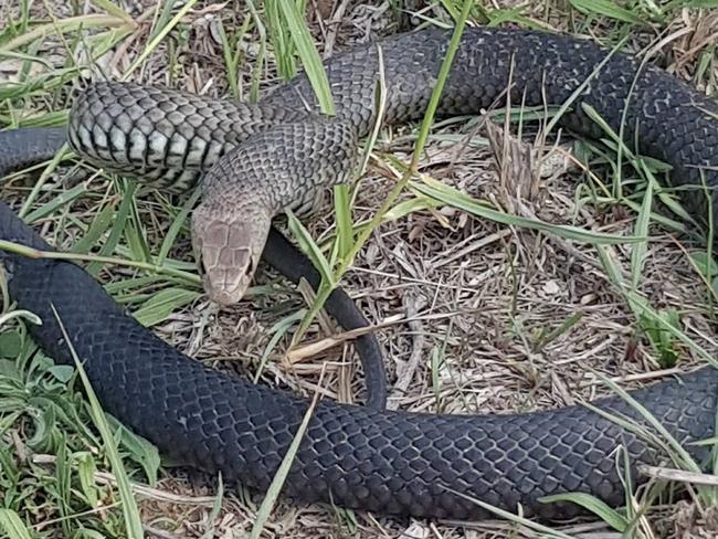 If disturbed, reptiles will seek shelter where they can: Sean Cade from Australian Snake Catchers