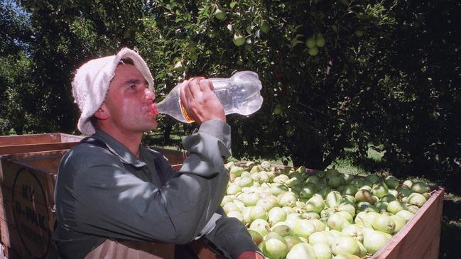Growers say picking pears is thirsty work that most unemployed Australians don’t want to do, even with a government bonus.