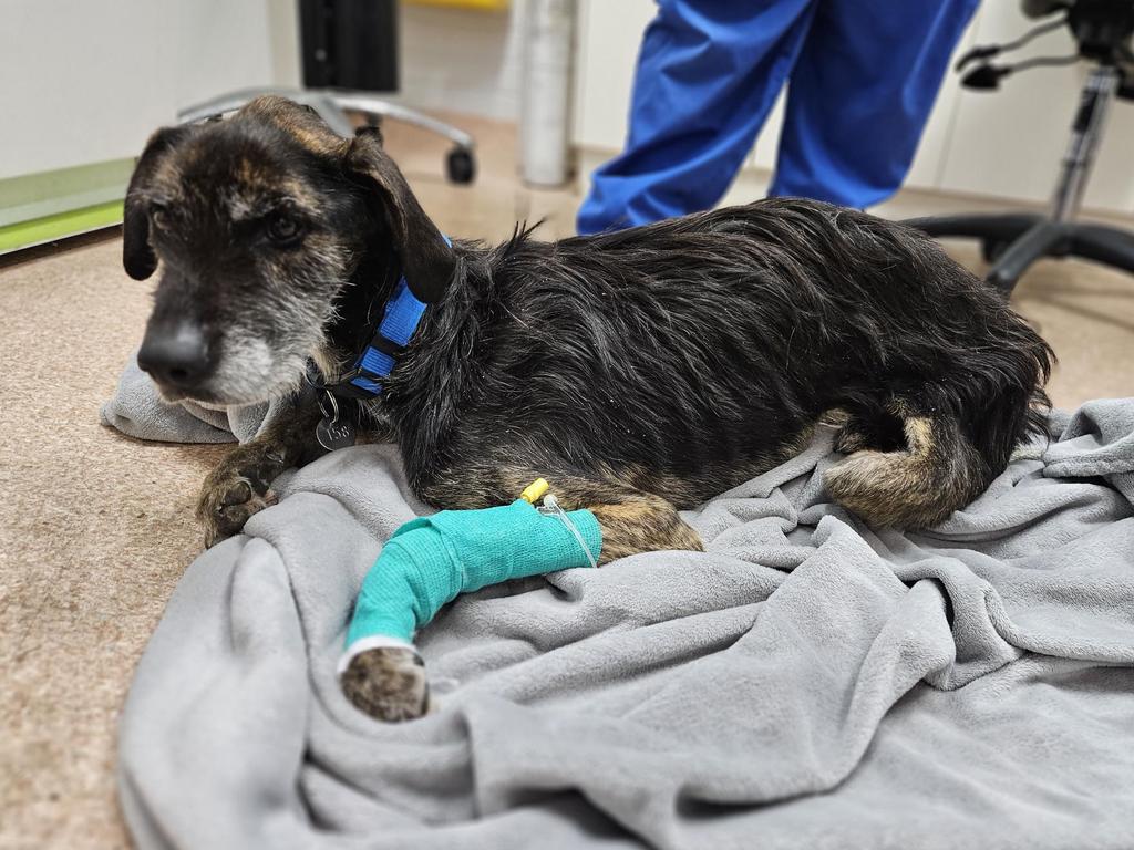 Atticus the five-year-old Staghound was found on June 21 in a skeletal condition. Picture: Lost Dogs’ Home