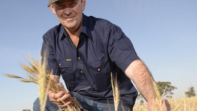 Crops. Wheat. Rick Lang. Grain Farmer near Charlton. begins harvest in about a week. Below average season.