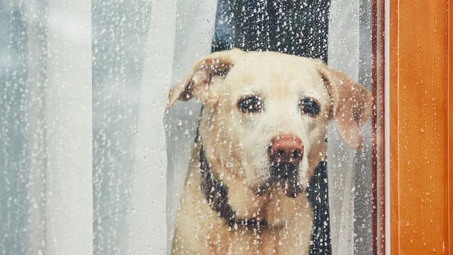 A veterinarian might put your dog on medication, but only do so if instructed by the vet — don’t self-medicate your dog. Picture: istock