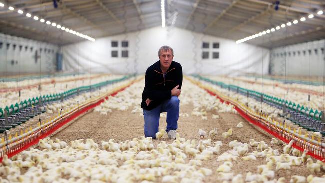 Inside an intensive chicken growing operation in Victoria.