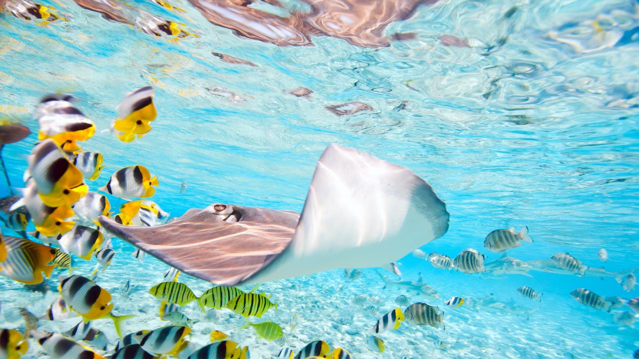 Some wanted hunters to leave the stingrays alone. Picture: iStock