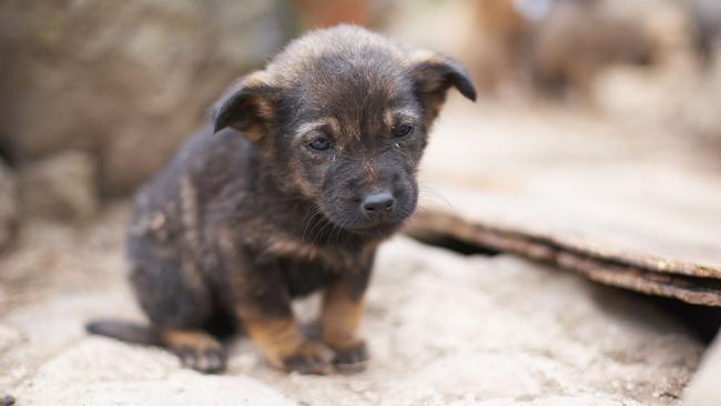 ‘I’ll throw it’: Chilling death threat for 4-week-old puppy