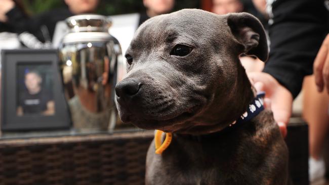 Henry the staffy, who is owned by Mitch, Jack’s brother. Photo: Scott Powick.