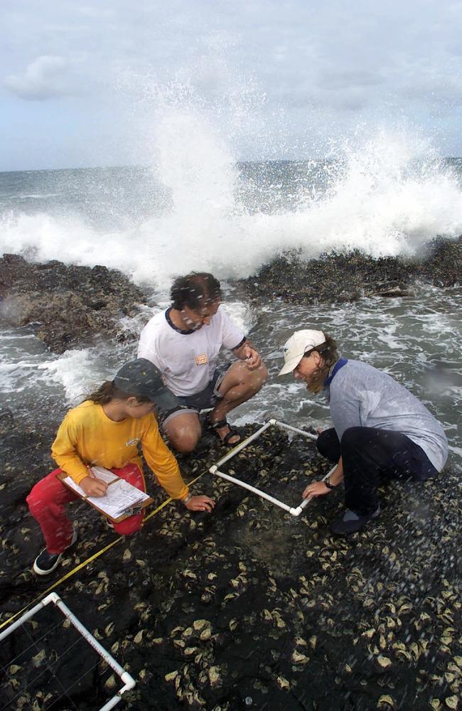 March 31, 2002: Volunteers Julian Negri with daughter Caitlin and Sue Sargent, part of group at Hoffman’s Rocks in Bundaberg studying number of oysters on volcanic basalt.