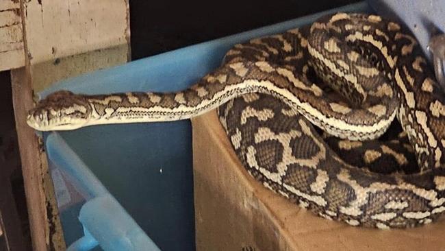 Snake sightings appear to be on the increase, with numerous requests for identification being posted on social media. This carpet python was posted by a Bundaberg resident on Snakes Identification Australia.