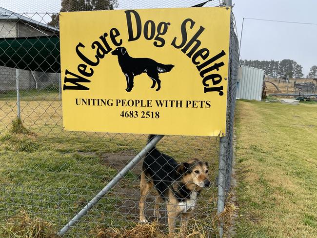 We Care Country Kennels Photo: Madison Mifsud-Ure / Stanthorpe Border Post