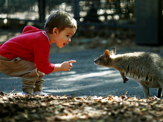 Jarrah Brown - 21 Months of Kurajong, meets a Pademelon at Featherdale. Featherdale Wildlife Park re-opens after the Covid-19 restrictions are lifted. Picture: John Appleyard