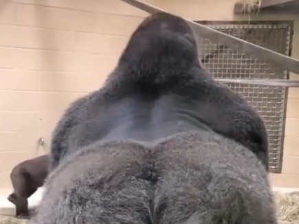 A sassy gorilla has both terrified and delighted zoo guests, becoming an instant hit with millions online with his questionable behaviour on camera.