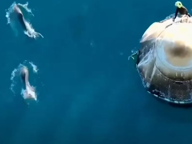 Astronauts are greeted by dolphins as they arrive on Earth. Picture: NASA