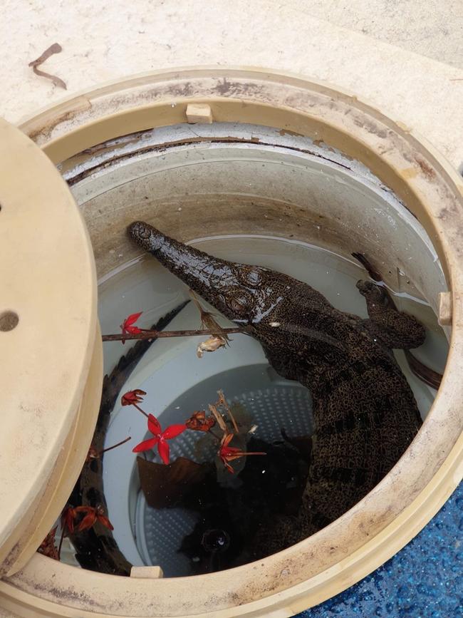 A freshwater croc was pulled from a pool in Rosebery. Picture: Calipso Pools