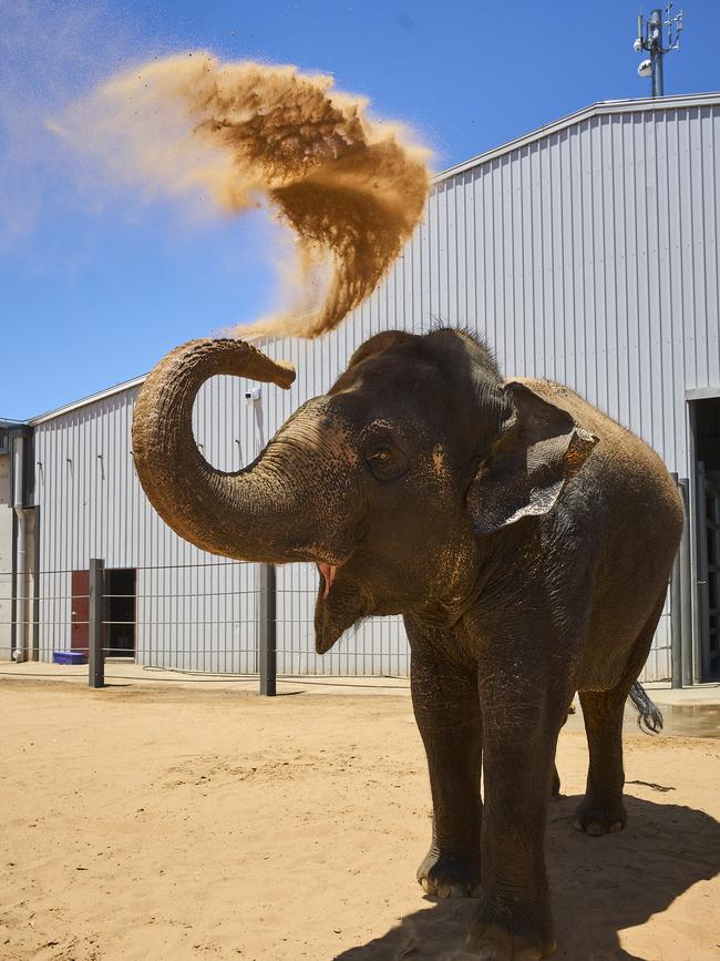 Burma the elephant at Monarto Safari Park. Picture: Matt Loxton